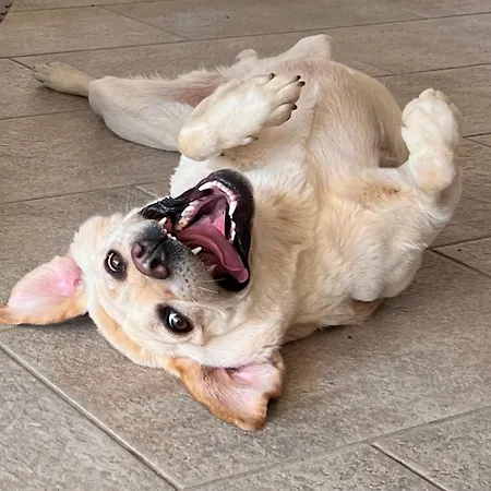 Ξενοδοχείο Royalty Seaside 3*